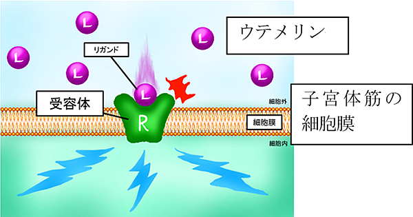 ウテメリンは、子宮体筋の細胞膜表面のβ２受容体に結合して、子宮体筋を弛緩させる。