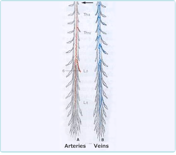 Arteries and veins of the spinal cord: Nutrient blood vessels run longitudinally in the spinal cord.