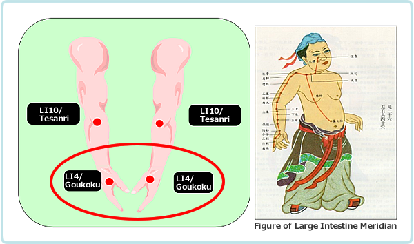 LI4/Goukoku of Large Intestine Meridian that affects brain function and is used for acupuncture anesthesia.