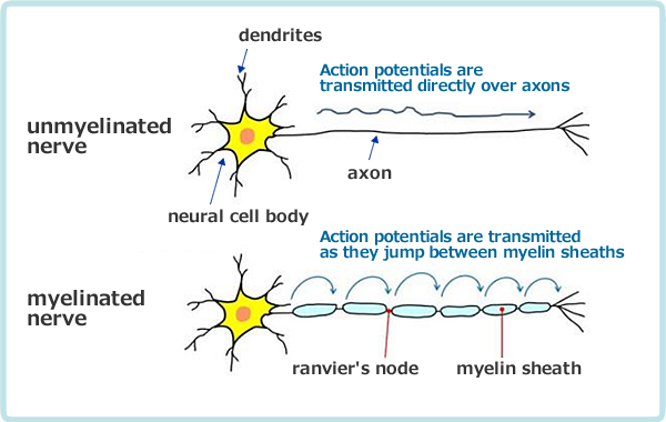 neuronal cell body, dendrites, and axon